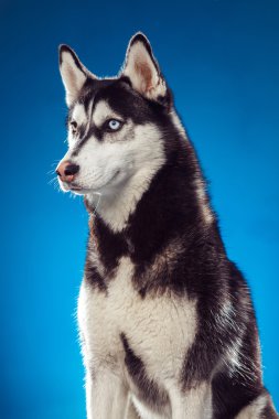 Stüdyo yetişkin erkek husky