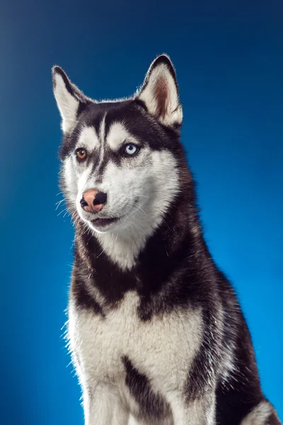 Hembra adulta husky en el estudio —  Fotos de Stock