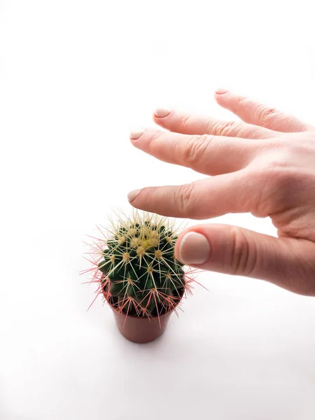 Mano Cactus Aislados Sobre Fondo Blanco Cactus Espinoso Mano Espinas — Foto de Stock