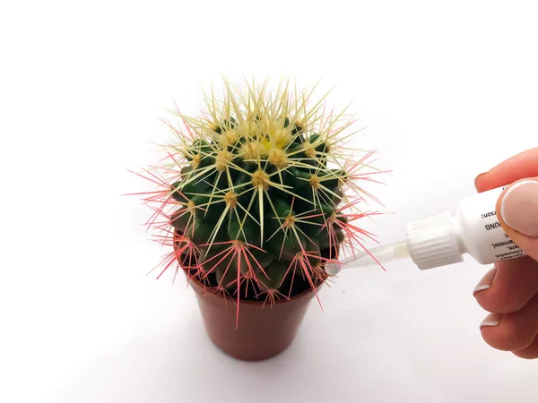 Růžový Kaktus Hrnci Izolovaném Bílém Pozadí Domácí Pokojová Rostlina Trnitá — Stock fotografie