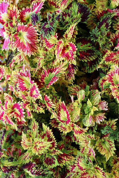 Group of coleus flower in park