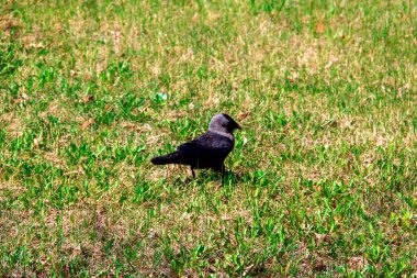 Karga yiyecek aramak için genç otların üzerinde yürüyor.