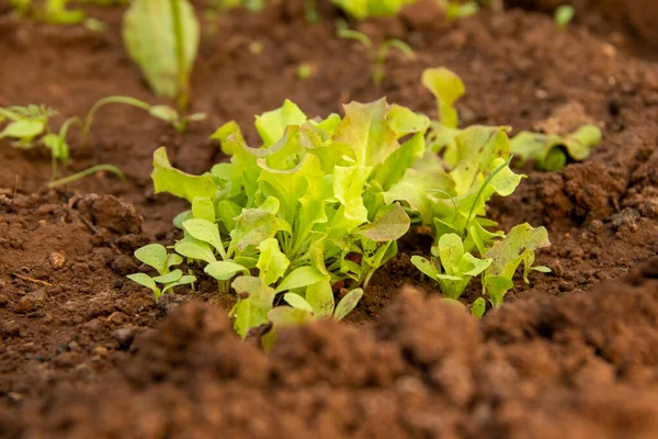 Young Shoots Croesus Lettuce Gardening Own Vegetables Grown Greenhouse — Fotografia de Stock