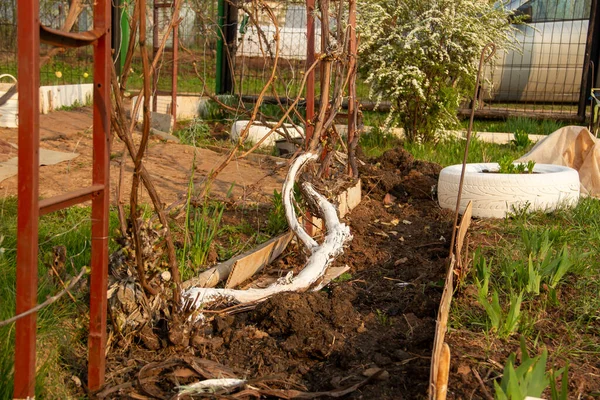 Whitewashed Isabella Grape Roots Natural Sweet Grapes Grown Own Garden — Fotografia de Stock