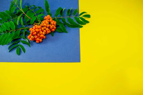 Sarı arka planda rowan dalı, mavi arka planda yeşil yapraklı turuncu yaban mersini. metin için arkaplan, poster için şablon.