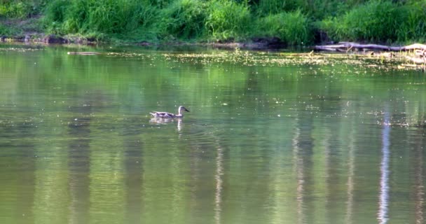Flotteurs de canard gris sur le lac avec de l'eau verte, faune. — Video
