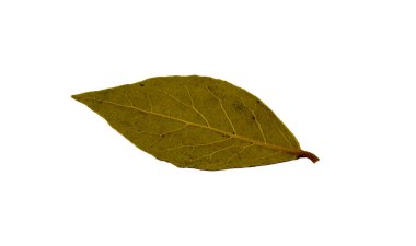 yeşil defne yaprağı baharatları izole kesme yolu