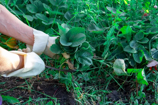 Gartenarbeit, Gemüsegarten, Datscha. Frauenhände in beigen Handschuhen schneiden mit einer Sichel eine Erdbeerpflanze — Stockfoto