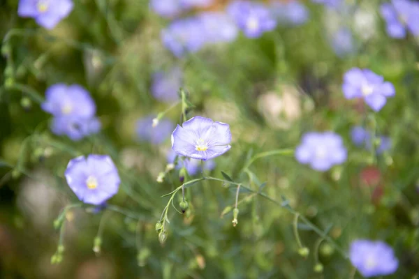 Niebieskie kwiaty lilii Linum zbliżenie z kroplami wody, len — Zdjęcie stockowe