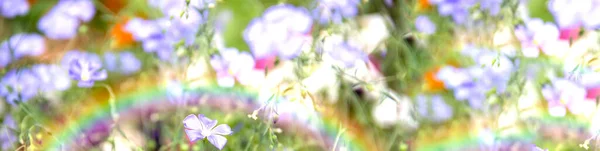 Μπλε πασχαλιές Άνθη Linum closeup με σταγόνες νερού, λινάρι — Φωτογραφία Αρχείου