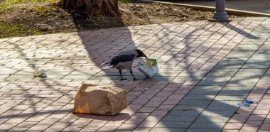 Karga abur cubur paketlerini karıştırıyor..