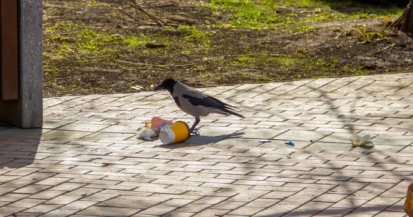 El cuervo hurga en el embalaje de comida chatarra.. —  Fotos de Stock