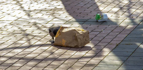 A varjú átkutatja a szemét élelmiszer csomagolását.. — Stock Fotó