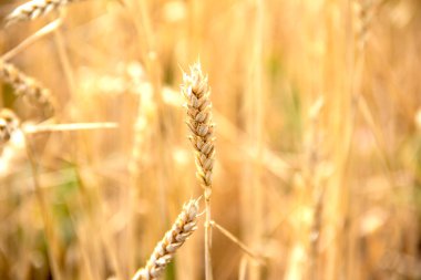 Buğday tarlasında buğday kulakları. Buğday hasadı.