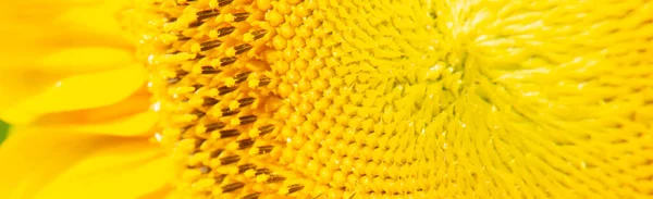 Fondo natural de girasol. Girasol floreciente. Un primer plano de un girasol. — Foto de Stock