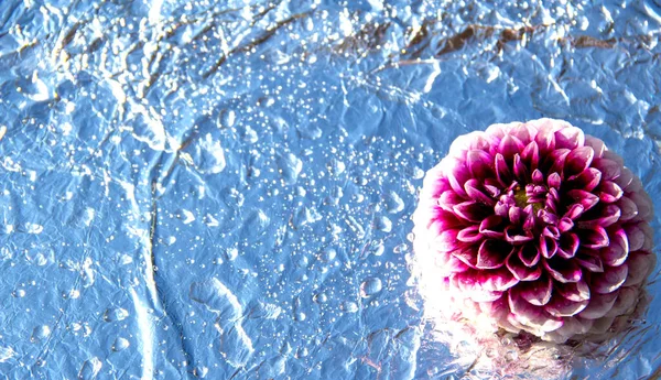 Flor de dalia púrpura y sobre un fondo plateado con gotas de agua. — Foto de Stock