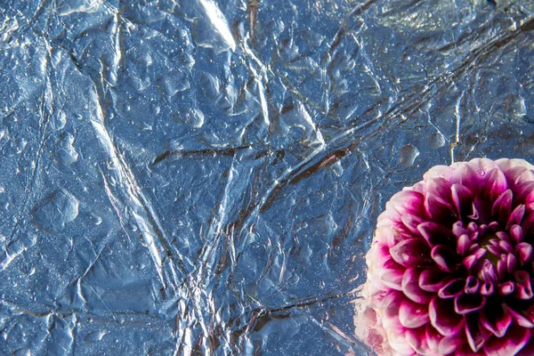 Paarse dahlia bloem en op een zilveren achtergrond met waterdruppels. — Stockfoto