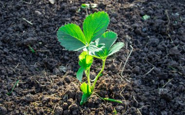 Çilek filizli çilekler, yabani otlar, fideler, dacha, çiftçilik.
