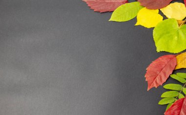 Sarı, yeşil ve kırmızı sonbahar ağacı yaprakları, elmalar. Sonbahar modunda mevsimsel dokusu mükemmel. Mesajın için yer aç. Pankart. Ekim doğa arkaplanı.