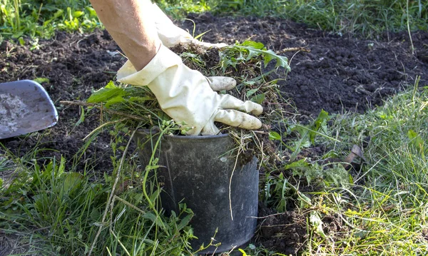 Hands Collect Grass Put Compost Bucket Clearing Weeds Garden Weeding — Stock Photo, Image