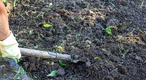 Mãos Luvas Cavar Terra Com Uma Cultivo Limpar Jardim Ervas — Fotografia de Stock