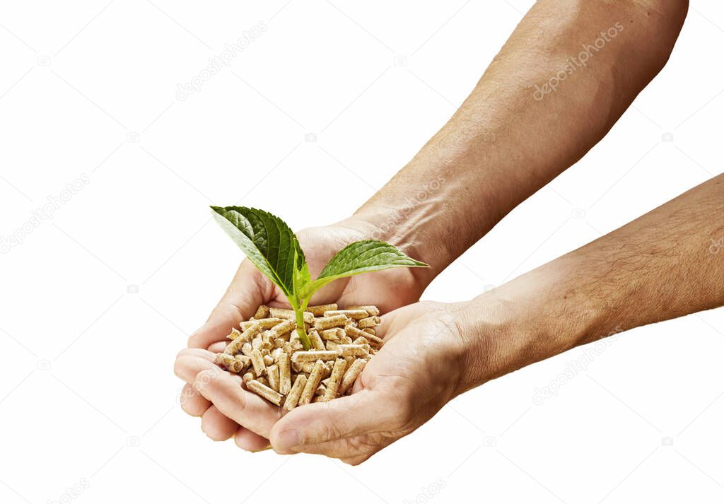 Renewable sustainable fuel and energy concept with a man holding a heap of wood pellets with a sprouting green plant in his hands isolated on white