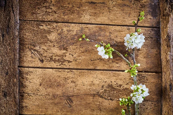 Witte Bloesem Plant Tak Oude Houten Doos Muur Achtergrond Volledige — Stockfoto