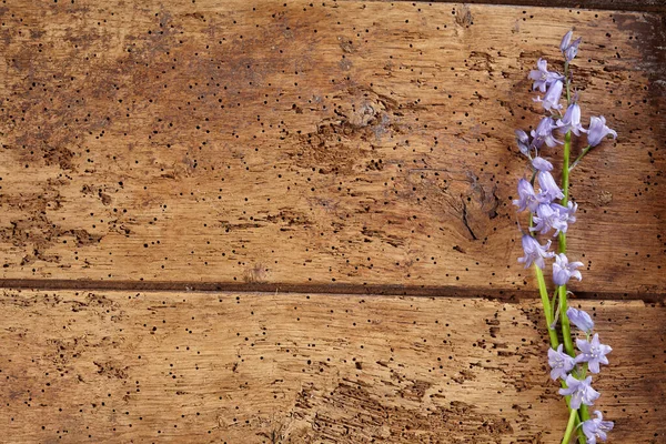 美丽精致的春天的蓝铃花边沿 排列在有仿制空间的老旧质朴木料的侧边 — 图库照片