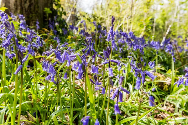 English Bluebell Colonies Woodlands — Stock Photo, Image