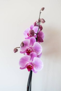 Phalaenopsis güve orkidesi dekoratif çiçek