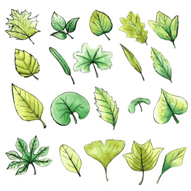 Suluboya Biçimli El Çekim Vektörü İzole Bitki Yaprakları. Su Rengi Yaprakları Ayarlandı. Beyaz Arkaplanda Yeşil Yaprak. Flora Ağaç Dalları Düşerken Organik Botanik Yapraklar.