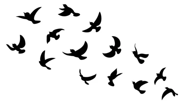 Schwarze Vogelsilhouette Vor Weißem Hintergrund Kein Himmel Vögel Aus Verschiedenen — Stockfoto