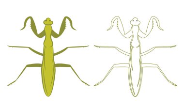 Mantidae Mantodea Illustration Doldurma ve Taslak Beyaz Arkaplanda İzole Edildi. Böcekler, Böcekler, Böcekler, Böcekler ve Sinekler. Böcek Bilimi veya Böcek Kontrolü İş Grafikleri.