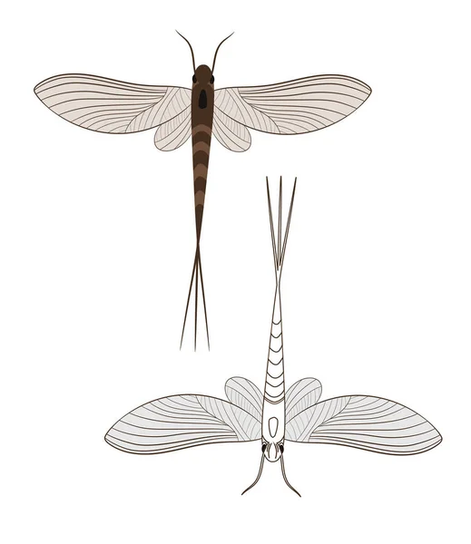 メイフライやシャドフライや魚フライ昆虫の現実的なイラスト 白を基調としている 昆虫虫虫害虫とハエ — ストックベクタ