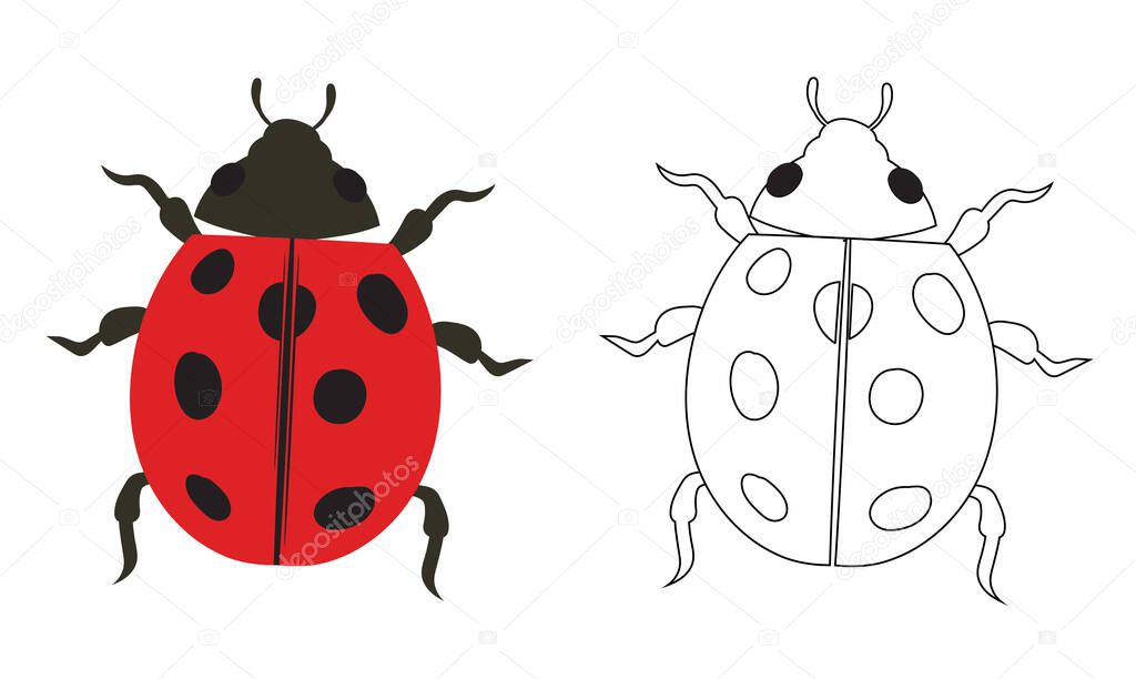 Ladybug beetle ladybird Illustration Fill and Outline Isolated on White Background. Insects Bugs Worms Pest and Flies. Entomology or Pest Control Business graphic elements.