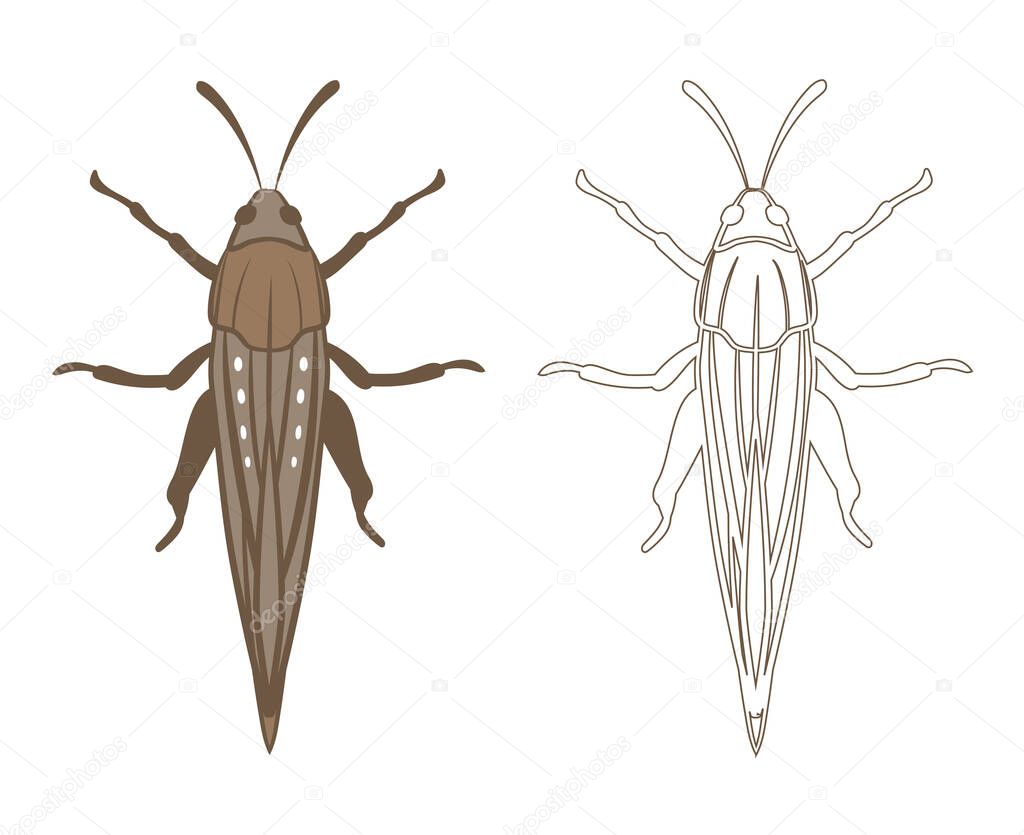 Realistic Illustration of Locust or Grasshopper Insect. Isolated on White Background. Insects Bugs Worms Pest and Flies.