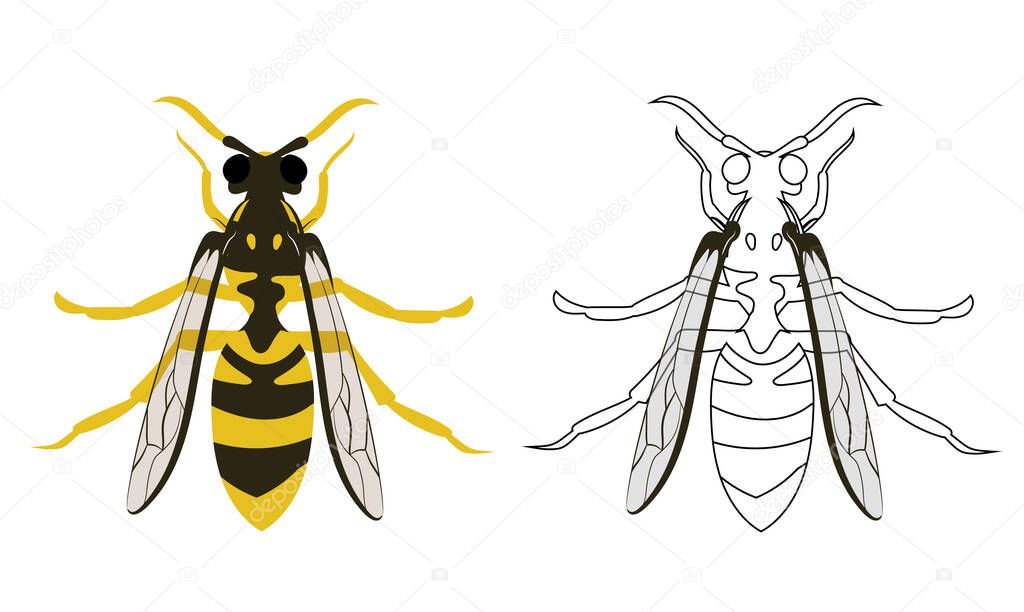 Hornet or Wasp Vector Illustration Fill and Outline Isolated on White Background. Insects Bugs Worms Pest and Flies. Entomology or Pest Control Business graphic elements.