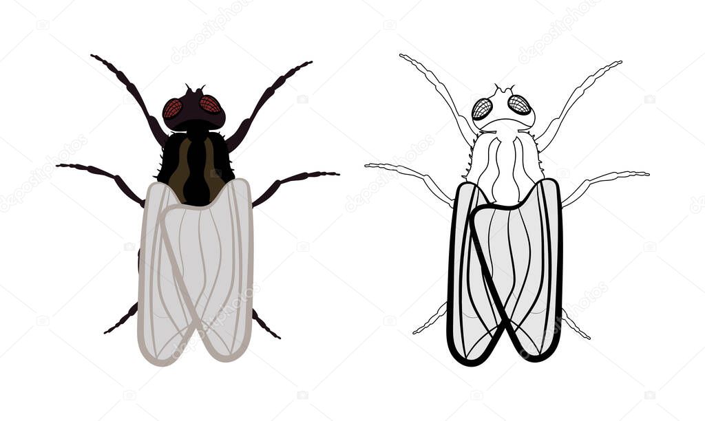 Housefly or Fly or Musca domestica Illustration Fill and Outline Isolated on White Background. Insects Bugs Worms Pest and Flies. Entomology or Pest Control Business graphic elements.