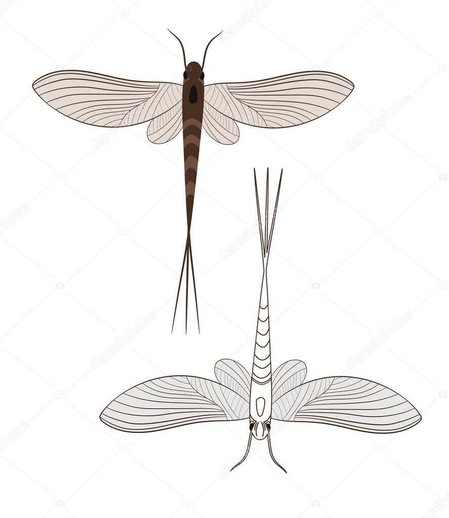 Realistic Illustration of Mayfly or shadfly or fishfly Insect. Isolated on White Background. Insects Bugs Worms Pest and Flies.
