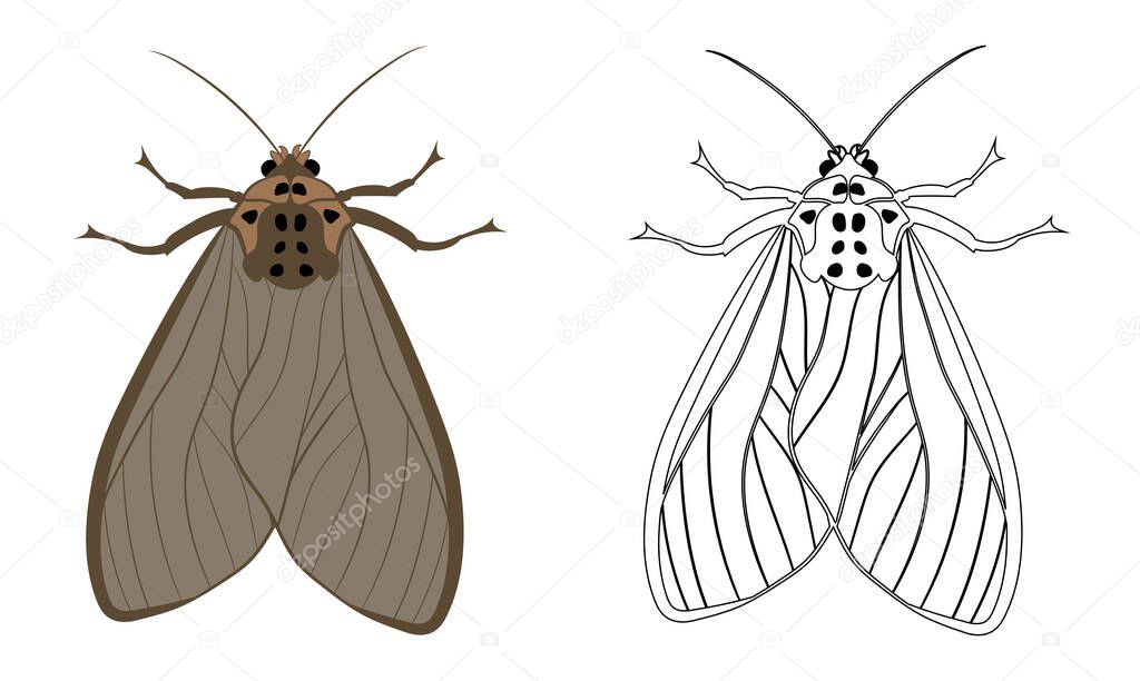Realistic Illustration of Moth or Butterflies. Isolated on White Background. Insects Bugs Worms Pest and Flies.