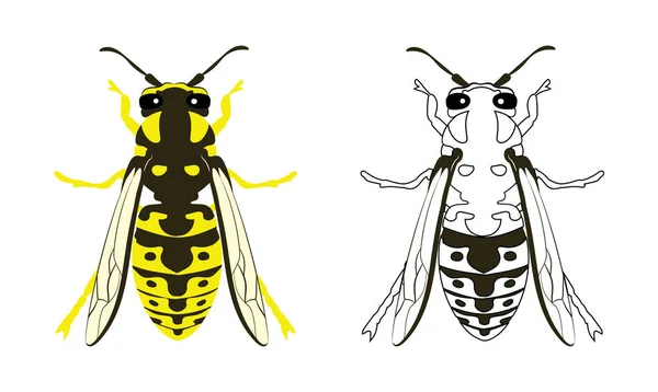 Yellowjacket Yellow Jacket Wasp Hornet Vector Illustration Fill Outline Isolated — Vetor de Stock