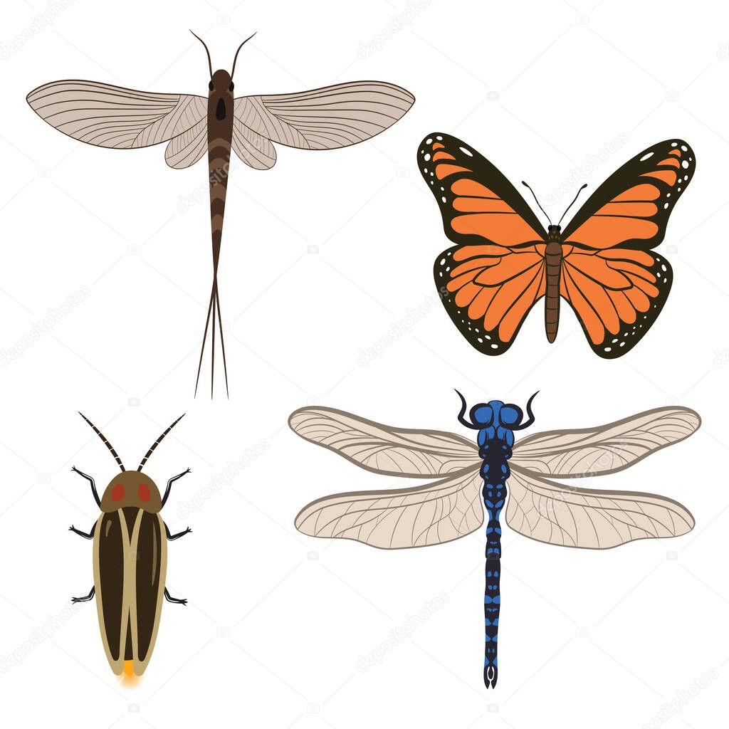 Big Set of Dragonfly Butterfly Firefly and Mayfly Vector Illustration Fill and Outline Isolated on White Background