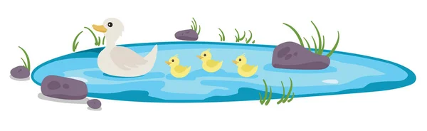 Ördekler ve ördekler yüzerken izole edilmiş gölet. Su Vücudunda Çimen ve Çakıl Taşları.