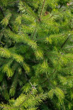 Güneşli havalarda, güzel, yeşil ladin dalları yakın çekimde. Yüksek kalite fotoğraf