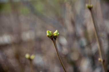 Bahar. Yaprak tomurcuğunun olgunlaşması, yeşil yaprağın gagalanması.