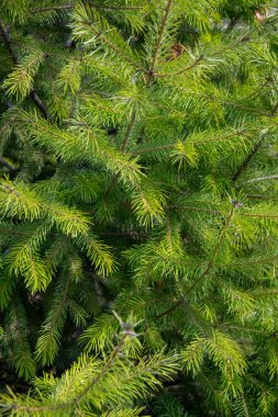 Güneşli havalarda, güzel, yeşil ladin dalları.