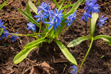 Taşın yanındaki ilk bahar çiçeği.