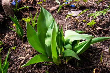 Güzel bahar çiçekleri güneşe doğru yol alır..