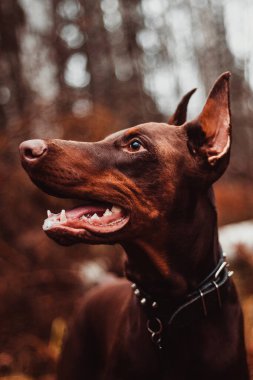   kahverengi ve esmer doberman 