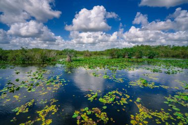 Everglades Ulusal Parkı 'nın bataklıkları güzel bir yaz gününde. Mavi gökyüzü ve yumuşak beyaz bulutlar su yüzeyine yansıyor. Yeşil ağaçlar ve çalılar. Tropikal cennette tatil.